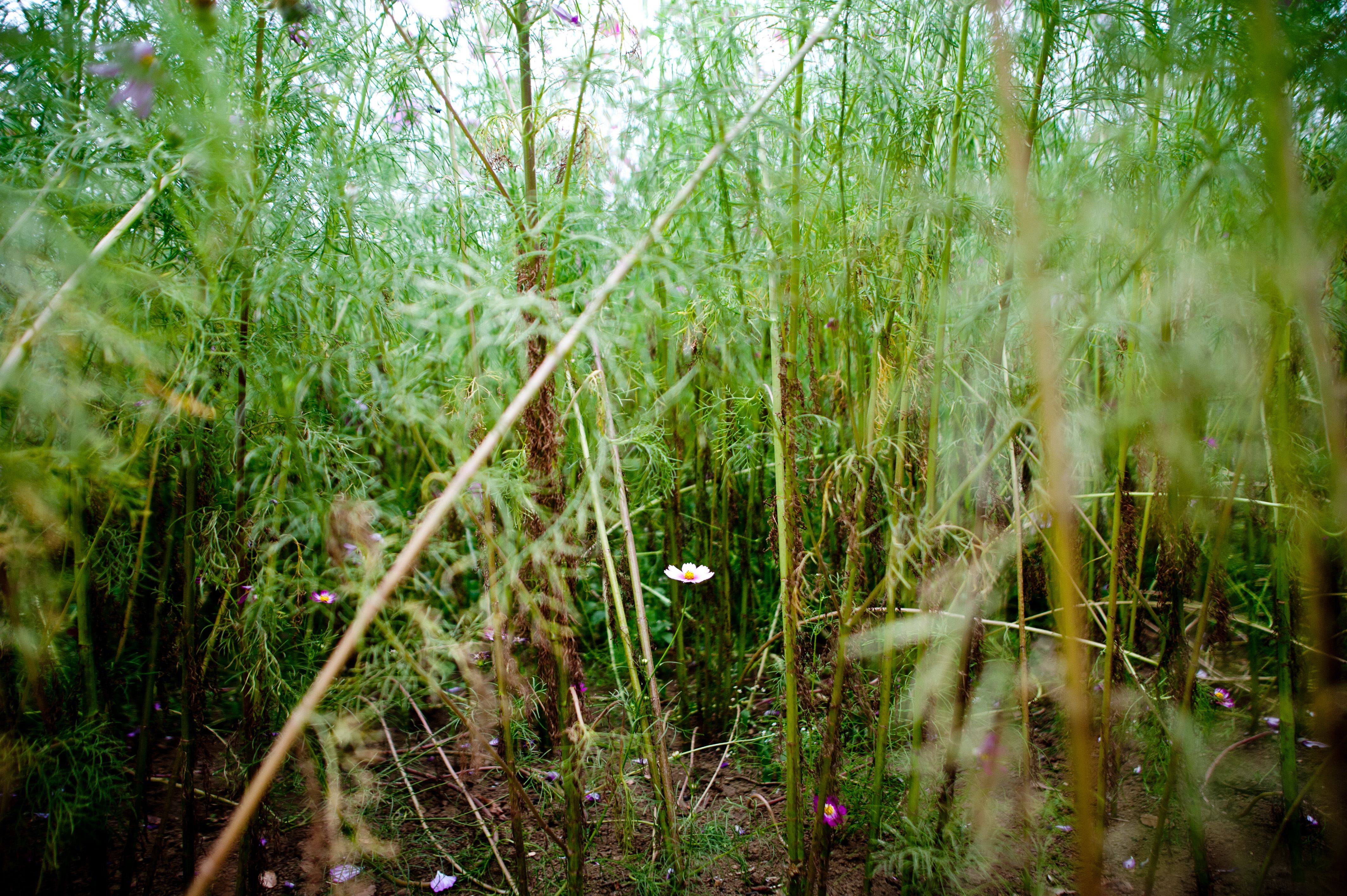 Blooming on the ground